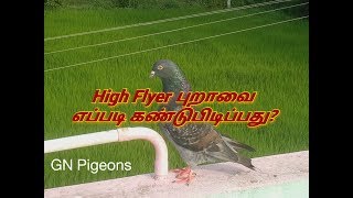 How to differentiate high flyers from normal pigeons (Tamil)-High flyer புறாவை எப்படி கண்டுபிடிப்பது