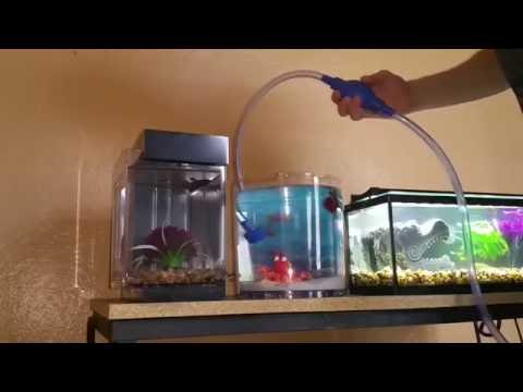 How to do a water change on a betta aquarium tank