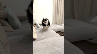 犬、遊びの時間はこれからだ。  #犬との暮らし #chihuahua #dog