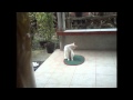 CATFRIGHT MIMING GARFIELD Wmv