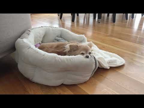 My Chihuahua Died | Rest In Peace Isabella