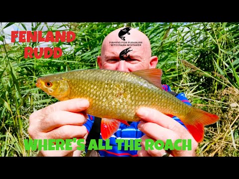 River fishing UK : Float Fishing a Fenland drain for Roach and Rudd