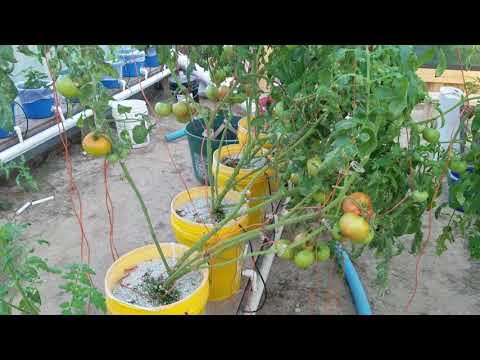 Hydroponic Greenhouse and add on update 11-23-17