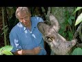 David Attenborough Says Boo To A Sloth | Life Of Mammals | BBC Earth
