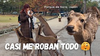 me ACORRALARON los CIERVOS en 📍NARA 🦌 y probamos más sabores de SUSHI en cinta 🍣 🇯🇵