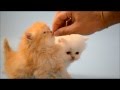   تعليم القطط الصغيره على الاكل الجاف - تدريب القطط - bb : 2b0e9577 _ قطط حسن     