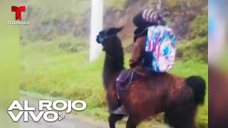 Niño cabalga su llama para ir a la escuela en Ecuador