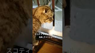 【ちゃあたん】#猫 #ねこ #猫動画 #猫好き #スコティッシュフォールド #愛猫 #にゃんこ #cat #ペット #癒し #かわいい #チャーシュー