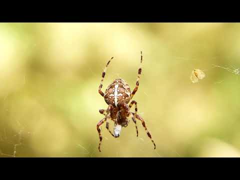 Krzyżak ogrodowy samica