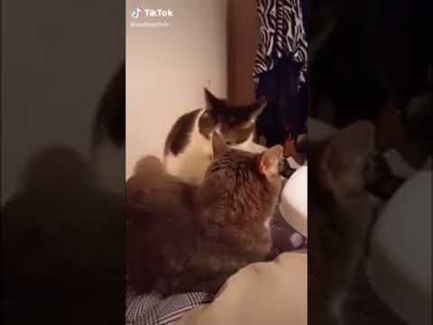 Stupid Cat Bites Another Cat