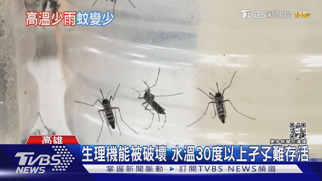 民眾:好像還沒被叮過 夏天蚊子變少了? 專家點出兩重點