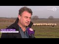 Schaapskudde in Wageningen helpt lokale akkerbouw