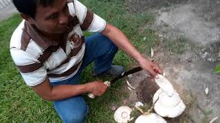 preview picture of video 'Buhay Probinsya: Buko eaten with kutsarang bunot'