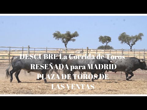 CORRIDA DE TOROS EXTRAORDINARIA Reseñada para MADRID PLAZA DE TOROS DE LAS VENTAS para ESTE SÁBADO