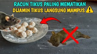 Download lagu RACUN TIKUS PALING GANAS DAN MEMATIKAN, DIJAMIN TIKUS LANGSUNG MATI DITEMPAT !!! mp3