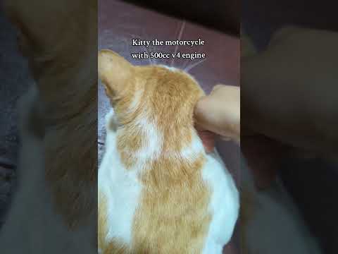 A chill cat for sure 😂🧡 Oh and excuse me for uploading my first short on my YT 🎀 #firstshortvideo