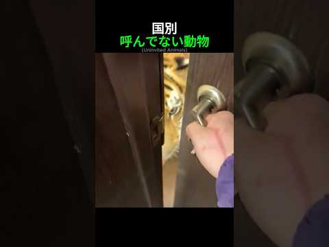 呼んでない動物