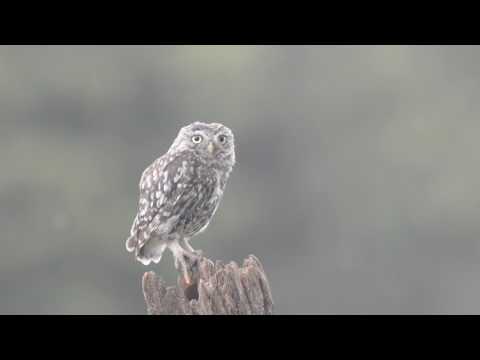 Knepp Wildland agrippa the little owl