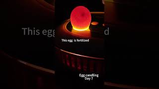 Download lagu Egg candling on Day 7 with the best egg incubator! Perfect for first-time hatchers  #chicken mp3