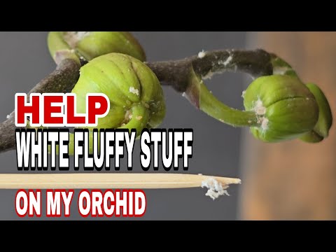 Why Your Orchid Has White Fuzzy Stuff and How to Fix It NOW