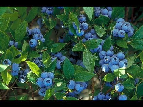 download lagu mp3 mp4 Blue Berries Tree, download lagu Blue Berries Tree gratis, unduh video klip Blue Berries Tree