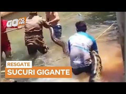 Giant anaconda removed from bathing area in Rio Quente (GO)