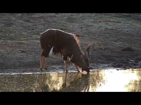 Djuma: Nyala bull - 07:03 - 06/06/19