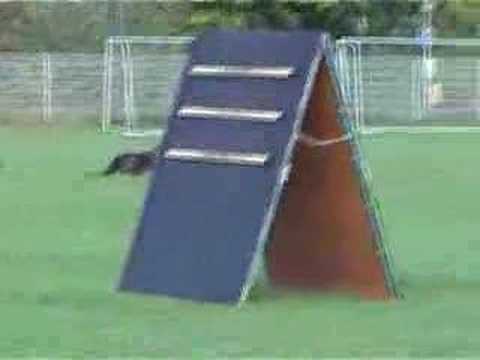 Hirro vom Weinbergblick BSP 2005 B