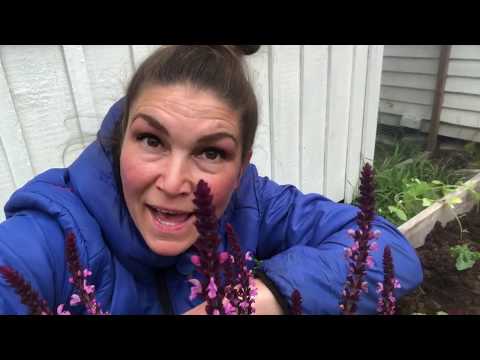 Odling & Regn - Plantera gödsla så just NU -3 smarta knep