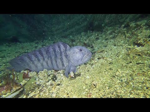 Dive site Tuvveggen in Saltstraumen, Norway / Dykning vid Tuvveggen, Saltströmmen