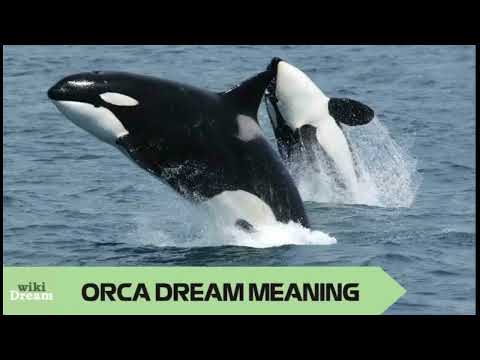 KILLER WHALE (ORCA) dream meaning: Exploring subconscious depths and primal instincts