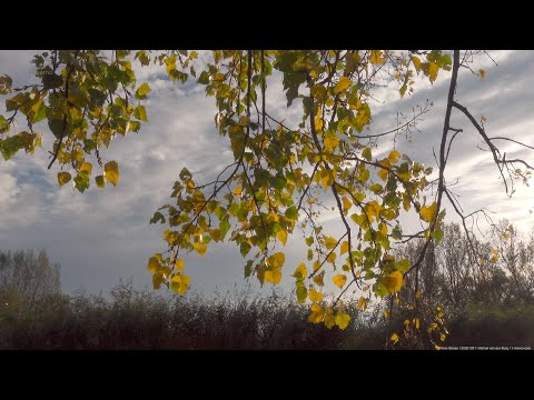 Primo Stereo | 20201031