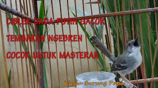 Download lagu CIBLEK DADA PUTIH GACOR TEMBAKAN NGEBREN COCOK UNTUK MASTERAN mp3