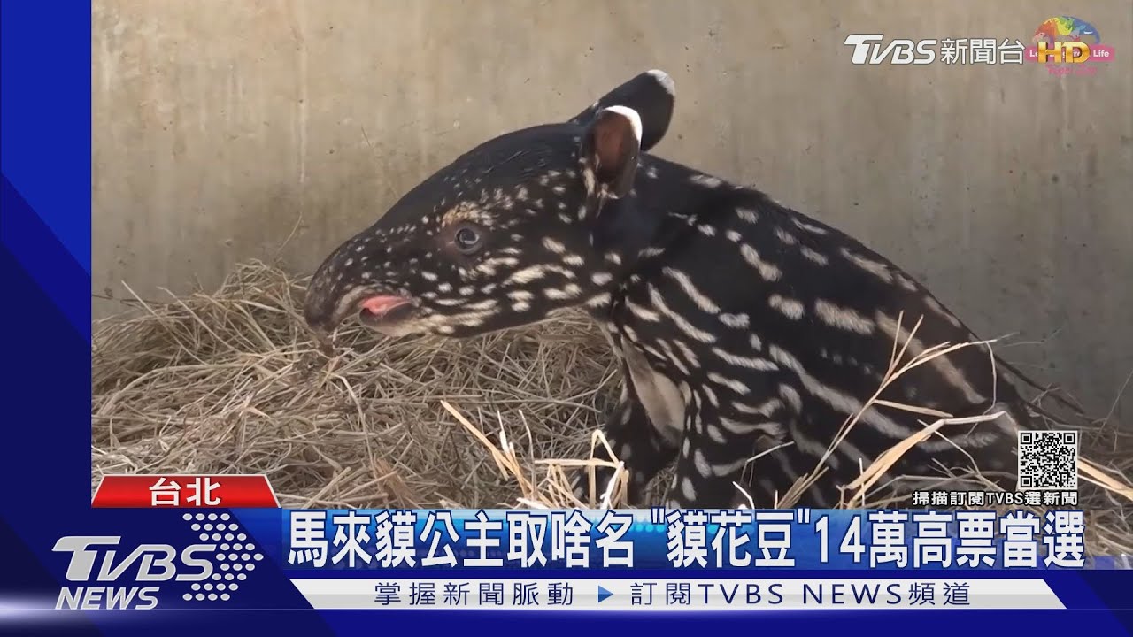 卡哇伊！動物園水獺吃秋蟹　馬來貘叫「貘花豆」
