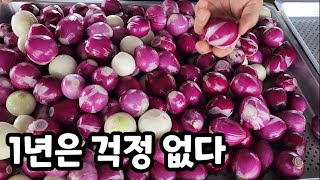 1년은 걱정 없다! 장마철 양파 이렇게 보관 하면