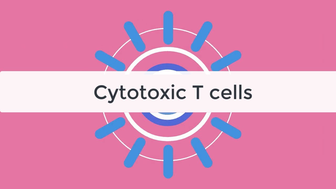 Cytotoxic CD8 T cell Tutorial