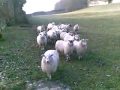 Shaun The Sheep