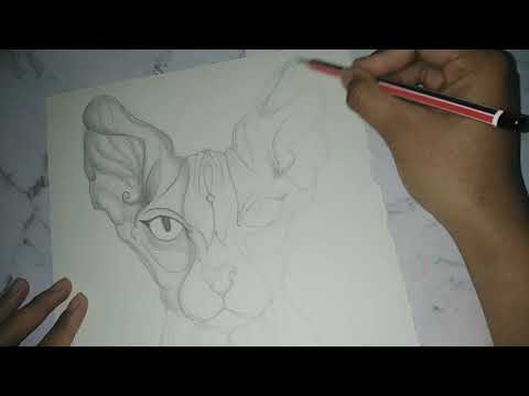How to draw a Sphynx Cat | Frangipani
