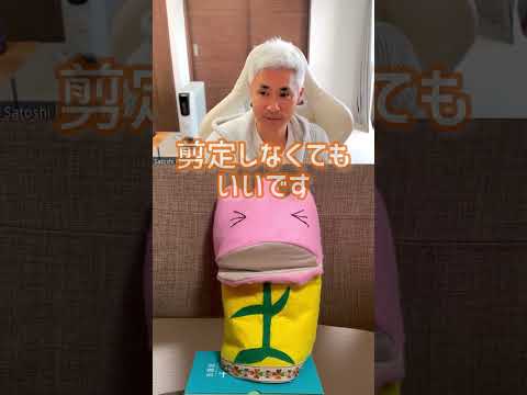 縞模様のハイビスカスの花、ハイビスカス・ストリアトゥス