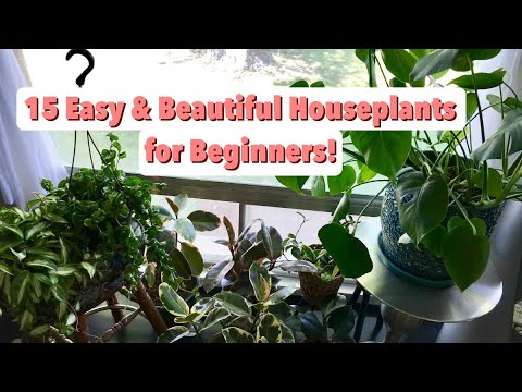 Easy Houseplants for Beginners + Care Tips! | EASY CARE INDOOR PLANTS FOR BEGINNERS