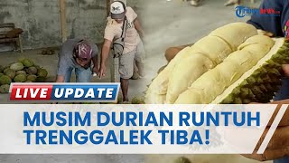 Musim Durian Runtuh Trenggalek! Jenis Ripto Masih Jadi Idola, Mulai Rp 10 Ribu hingga Rp 35 Ribu