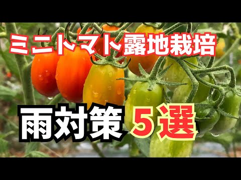 トマトを雨から守るには？ 3 つの効果的で創造的なテクニック  庭園