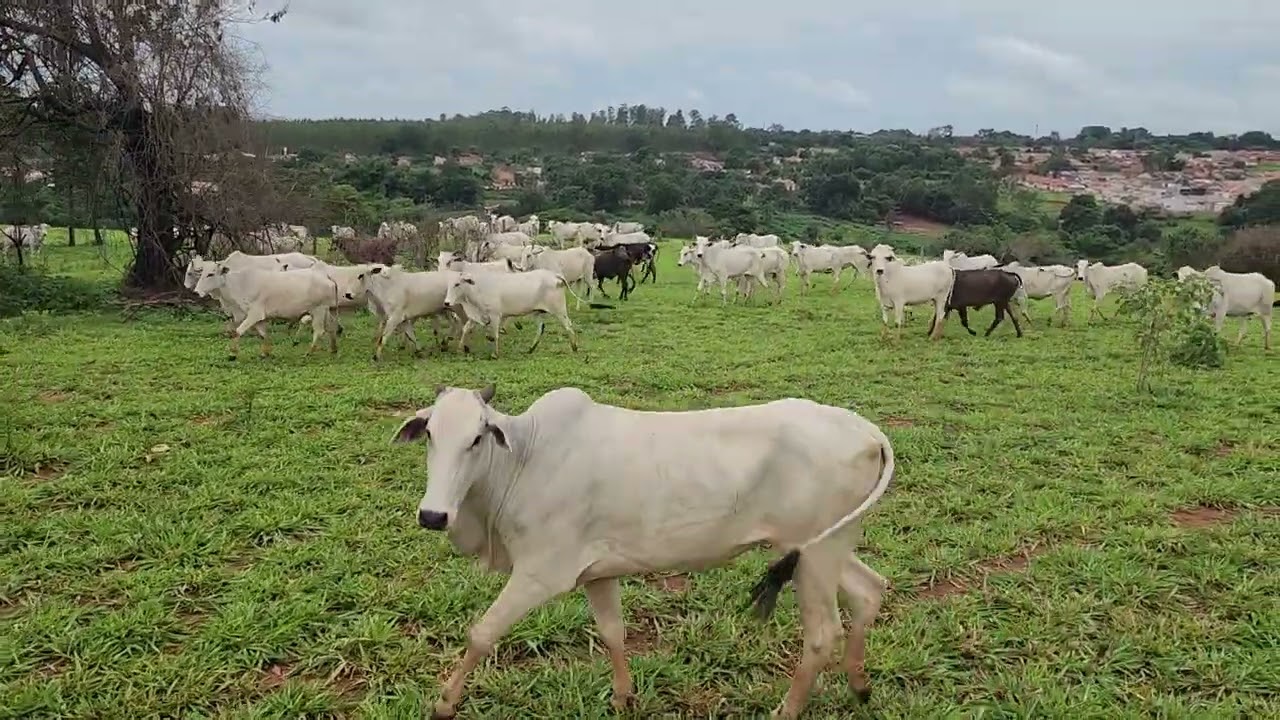 VACADA ENGORDANDO NO PASTO SERA QUE O RESULTADO E BOM.