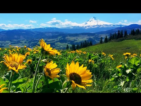 Relaxing Meadow with Ambient Nature Sounds, Wildflowers, and Mountain View - 8 Hours