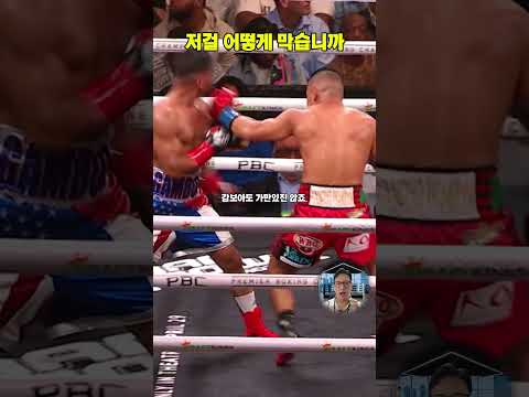 핏불이 감보아 보내는 방식 #핏불크루즈 #감보아 #복싱압박  #40대아재복서