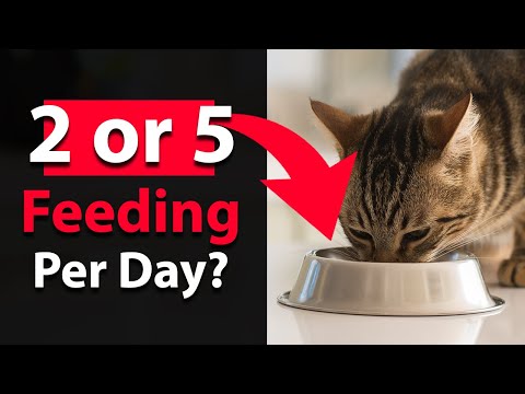 How many Times should I feed my cat a day? - YouTube