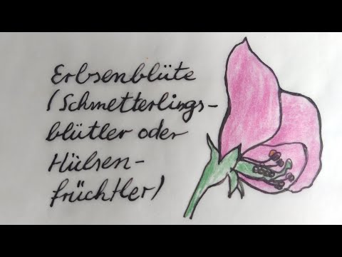 Kreuzungsversuche verstehen – Monohybrider Erbgang