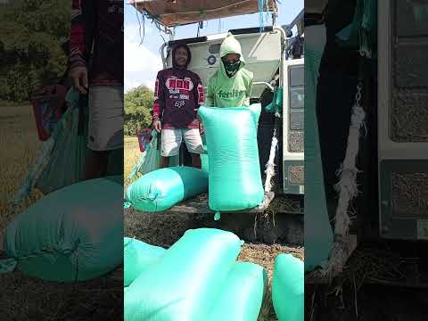 pl amanah#petanimuda #quotes #sawahpedesaan