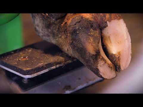 KLAUENfitnet eLearning Funktionelle Klauenpflege Schritt 4 und Schritt 5