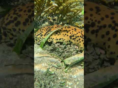 Parque Nacional Marino Isla Bastimentos, Bocas del Toro, Panamá#IslaBastimentos